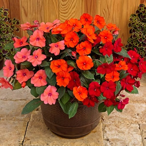 Sunpatiens Summer Salsa Mix